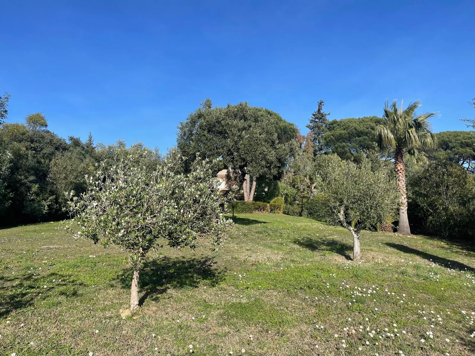 Le jardin et ses oliviers